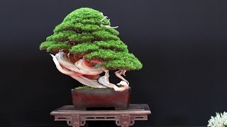 The most beautiful Bonsai trees [upl. by Aeli320]