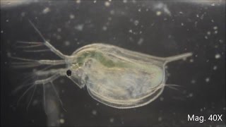 Daphnia magna under the Microscope [upl. by Heise]