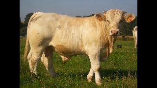 Elevage de charolais  la période hivernale au GAEC ROLIN [upl. by Lered]