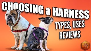 Choosing a Dog Harness  Best Ones and How to Use [upl. by Atsirc]