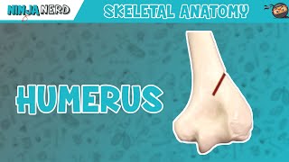 Humerus Anatomy [upl. by Nylorac]