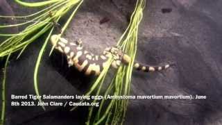 Barred Tiger Salamanders laying eggs [upl. by Daly]