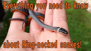 Everything you need to know about Ringnecked snakes Diadophis punctuatus [upl. by Talbot]