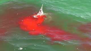 Bloody Hammerhead Shark Attack on Video during Shark Week [upl. by Kakalina]