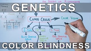 Genetics of Color Blindness [upl. by Nyrual74]