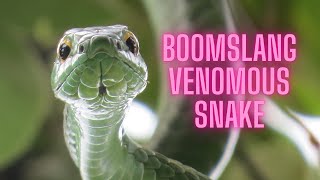 Boomslang Venomous Snake [upl. by Anillek624]