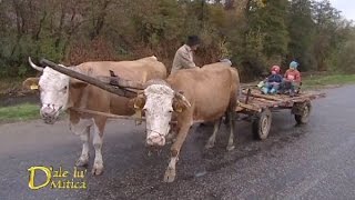 De ce li se pun botniţe vacilor care trag căruţa D’ale lu’ Mitică [upl. by Short]