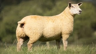 Charollais Sheep  Large WellMuscled [upl. by Udelle480]