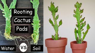 2 Easy Ways to Root Cactus Pads  Opuntia Monacantha  Drooping prickly Pear Propagation [upl. by Rhodes]