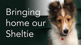 Bringing Home Our Sheltie Puppy [upl. by Neirod551]