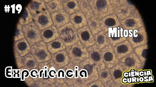 Experimento Microscopia Mitose [upl. by Erdnael]