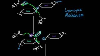 Lysozyme Mechanism [upl. by Rheba]