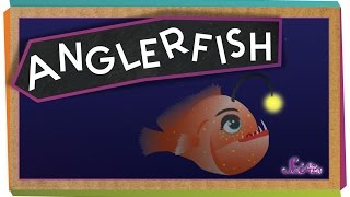 All About Anglerfish [upl. by Namielus532]