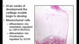 Embryology Limb Development [upl. by Lodi136]