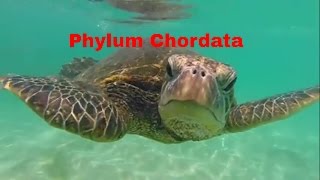 Phylum ChordataWhich animals belong [upl. by Cheatham]