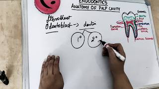 anatomy of pulp cavity part 1 [upl. by Atel]