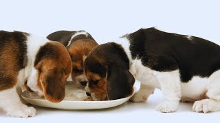 5 Nutrientes Importantes para Cães Filhotes [upl. by Barr354]