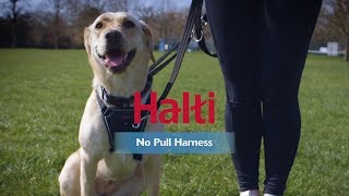 Halti No Pull Harness  How to fit and use [upl. by Clarabelle]