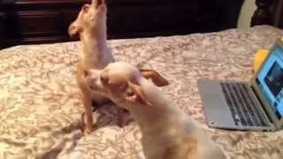 CUTE CHIHUAHUAS HOWLING [upl. by Rolyt]