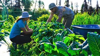 Creating an Off Grid Life  Summer in Alaska [upl. by Towers807]