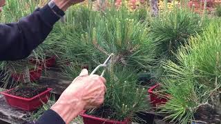 How to Prune a Pine [upl. by Oberg]