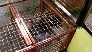 Macaque attack in Perlis Snake Farm [upl. by Mylor]