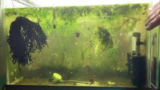 Scuds Daphnia Cherry Shrimp Copepods My aquatic food culture [upl. by Atekihs]