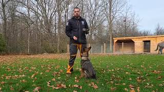 How to train your puppy to FOCUS HEEL  pt 1 Flip Finish [upl. by Wayne327]