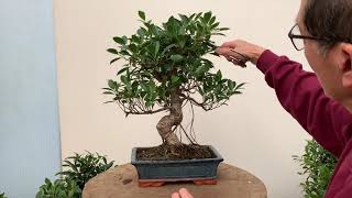 Ficus Bonsai Care and Pruning [upl. by Akenna]