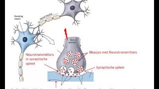 Microscopische bouw en werking van het brein [upl. by Anitsim495]