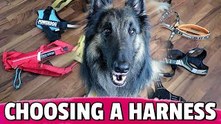 How to Choose the BEST Harness for Your Dog [upl. by Ennasor]