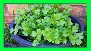 How To Grow Coriander from Cuttings and Roots [upl. by Teodora698]