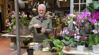 How to Care for and Maintain Phalaenopsis Orchids with Steve Hampson [upl. by Yukio]