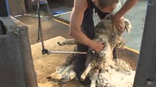 How to Shear  Shearing Merino sheep Fine Wool [upl. by Towland]