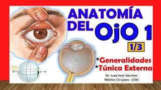 🥇 Anatomía del OJO 13  Generalidades y Túnica Externa [upl. by Herring]