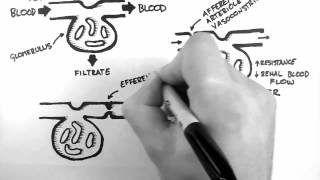 GFR 1  Control of GFR [upl. by Maidie]