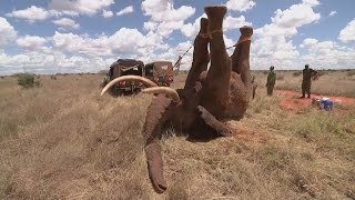 Elephant saved from ivory poachers in Kenya [upl. by Einaled]