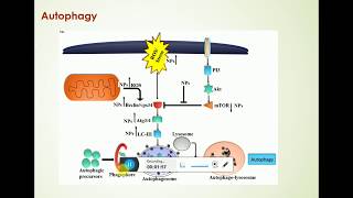 Autophagy and cancer cell death [upl. by Errol]