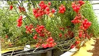 Soilless farming 25 kg of tomatoes per plant [upl. by Leupold399]