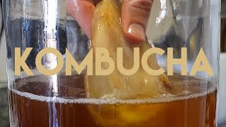 Beginners Guide To Fermentation Kombucha Making [upl. by Boggs]