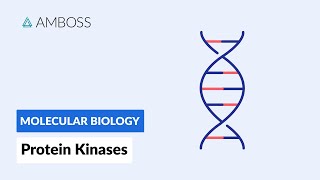 Protein Kinases Cell Signaling and Phosphorylation [upl. by Enined]