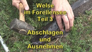 Welsangeln am Forellensee Teil 3 Abschlagen und Ausnehmen [upl. by Colb]