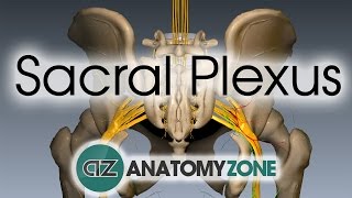 Sacral Plexus  Anatomy Tutorial [upl. by Oecam505]