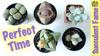 When and WHEN NOT TO Repot your Succulents Timing is Important [upl. by Lindberg158]