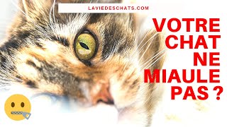 Pourquoi votre chat ne miaule pas  🐱 [upl. by Dan270]