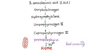 Heme Synthesis Pathway — Biochemistry and Hematology [upl. by Nyladnarb]