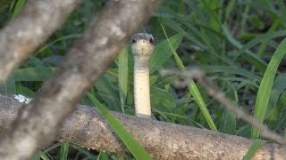 Dwarf Mongoose vs a deadly snake [upl. by Ettenotna]