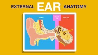 What is External Ear Anatomy [upl. by Eninej859]