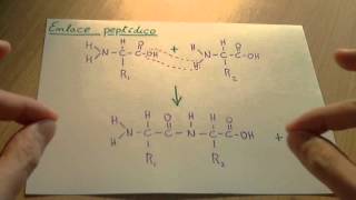 Enlace peptídico  Biología proteinas [upl. by Ojoj]