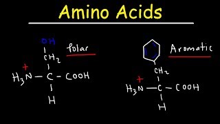 Introduction to Amino Acids [upl. by Analle]